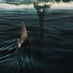 Netflix Shark Thriller In Legal Dispute