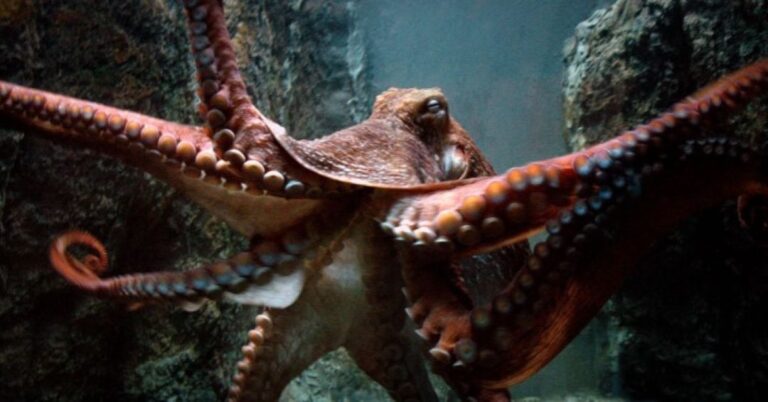 Octopus Scene Sally Field In Giant Octopus Movie - Last Movie Outpost