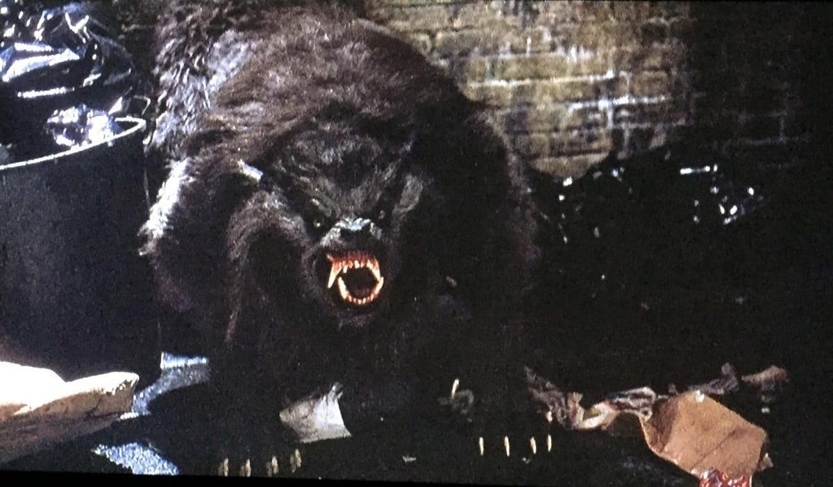 American-Werewolf