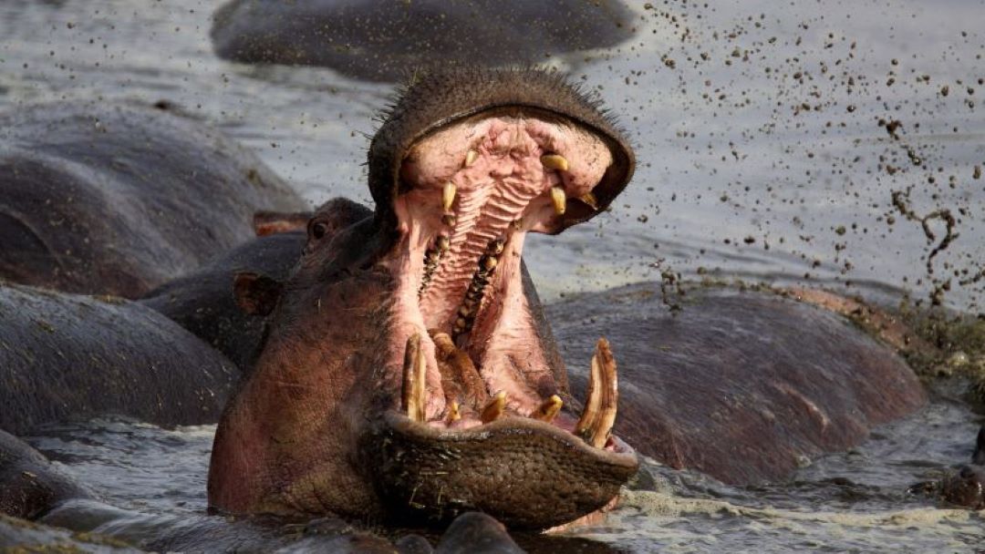 Hippo-Hungry