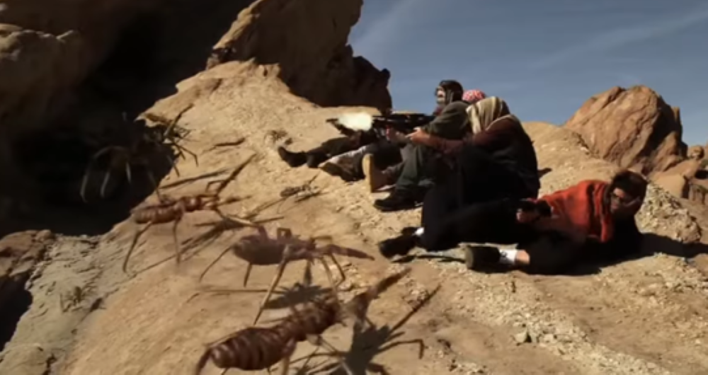 Camel spiders attack