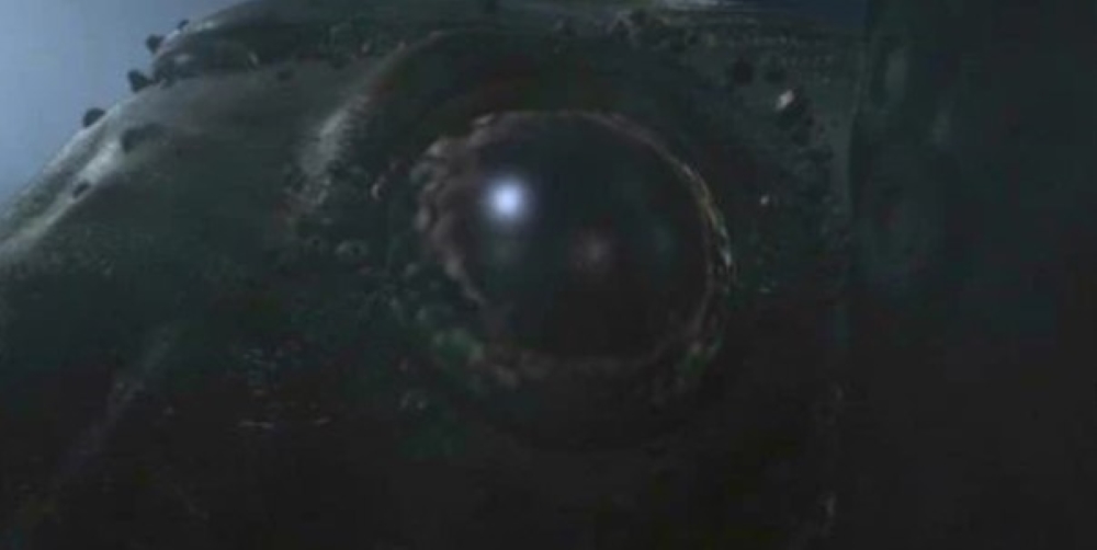 Giant squid eye