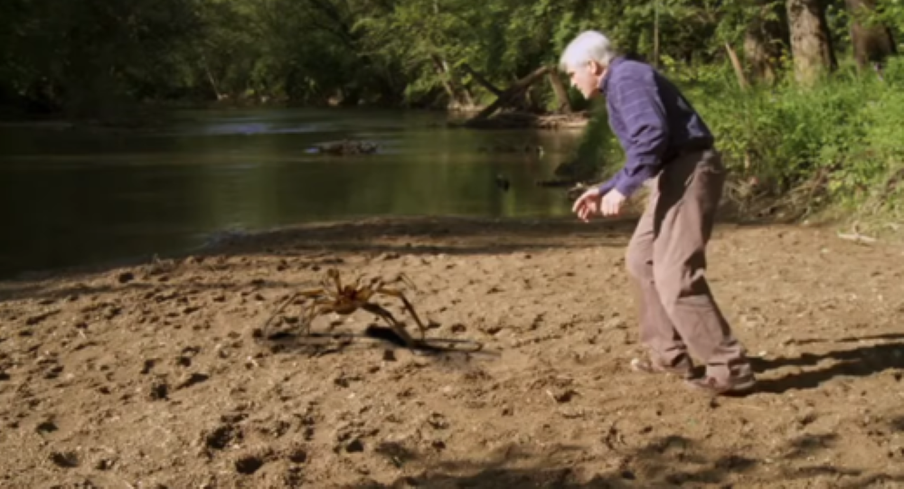 Professor Camel Spiders