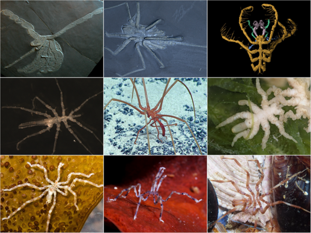 Sea spiders