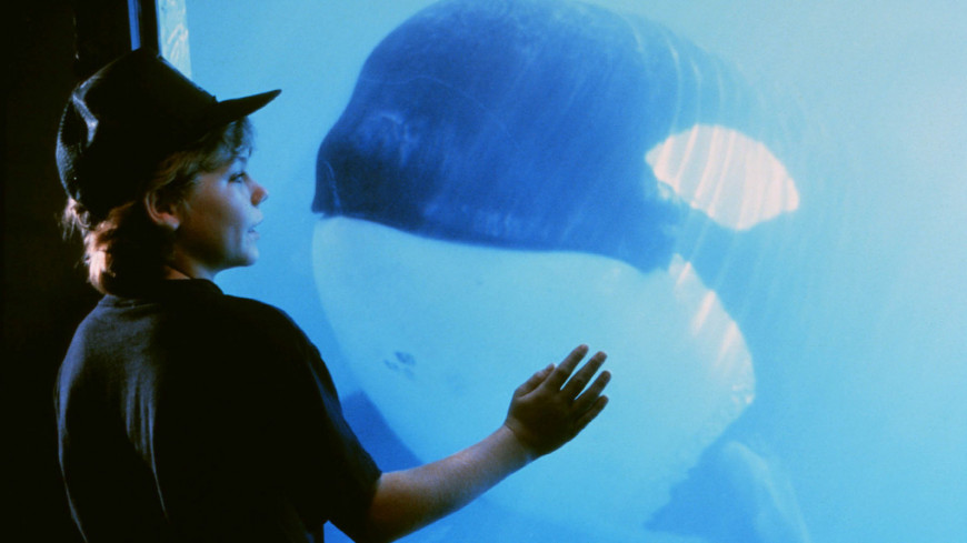 Orca-Free-Willy