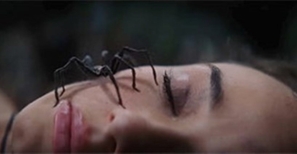 Spider on face